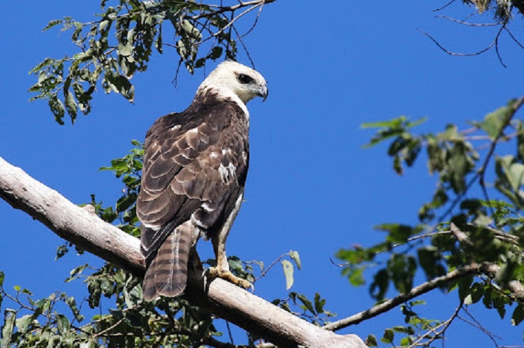 Elang Flores, Sumber: surfbirds.com