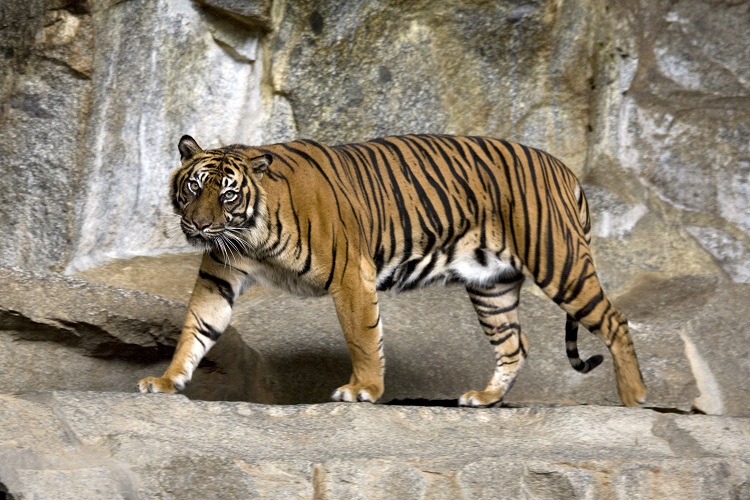 Harimau Sumatera, Sumber: id.wikipedia.org